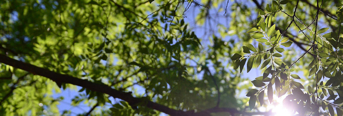 Looking up through a tree to the sunlight